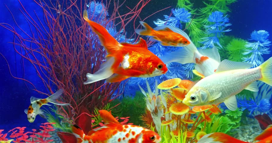 Meemi Aquarium - Best...